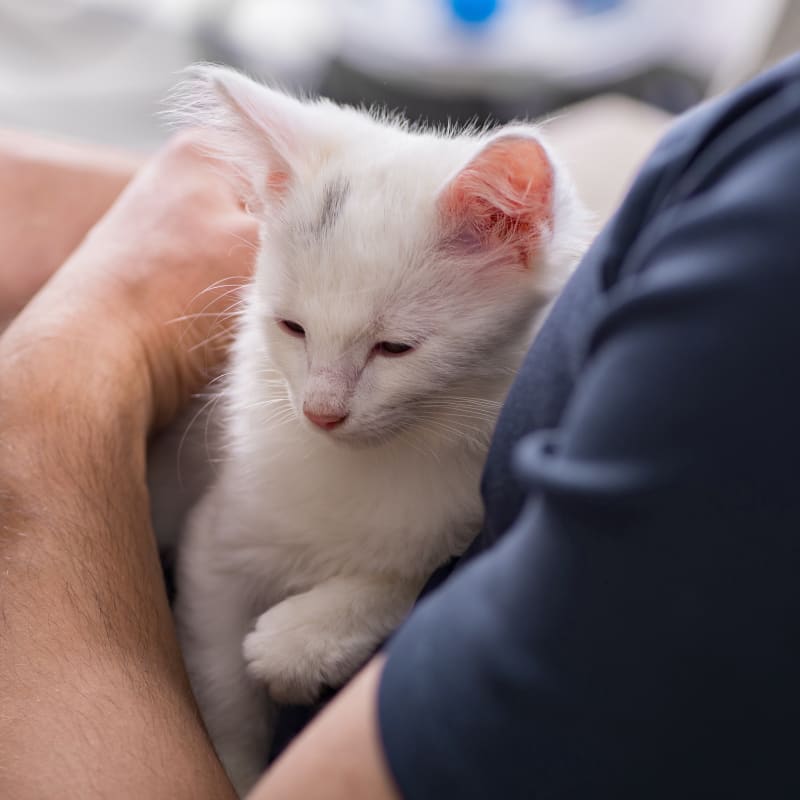 Puppies & Kittens, Saint John Veterinarians